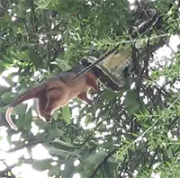 Nghe tiếng động, người đàn ông chứng kiến cảnh tượng đáng sợ trên cây
