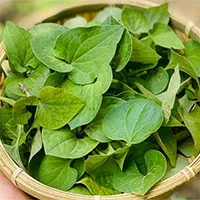 Loại lá vị tanh nồng là "thuốc hạ đường huyết" cực nhạy, mọc đầy ở bờ ruộng của người Việt