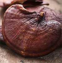 Việt Nam có 1 loại “nấm trường thọ” chứa hơn 400 dưỡng chất quý giá