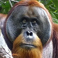 Lần đầu tiên ghi nhận đười ươi tự bôi thảo dược chữa lành vết thương trên mặt