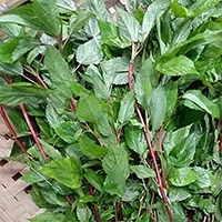 Loại rau mùa hè trong mâm cơm gia đình được ví như "sâm cho người nghèo"