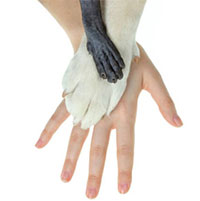 Tại sao động vật có vú thường có 5 ngón tay?