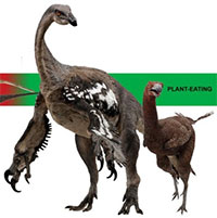 Nếu chim tiến hóa từ khủng long thì tại sao chim lại tiến hóa mỏ?