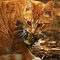 Vì sao nước Úc tràn ngập mèo hoang những vẫn bị chuột quấy phá?