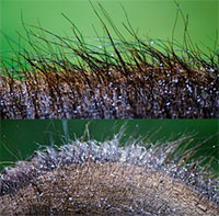 Tại sao voi châu Á khi còn nhỏ lại có lông dài? Về mặt di truyền, chúng có gần với voi ma mút hơn không?