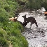 Video: Kangaroo