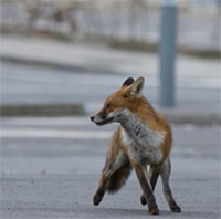 Những loài dã thú xâm chiếm các thành phố trên thế giới