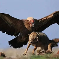 Tại sao đại bàng vàng chỉ nặng khoảng 10kg lại dám tấn công sói?