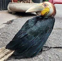 ホーチミン市の住民、希少なサイチョウ科の鳥を屋上菜園で捕獲