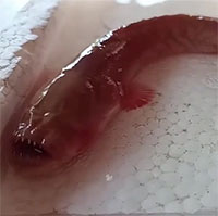 Video: Đi câu, người đàn ông bắt được con cá có hình dạng kỳ lạ