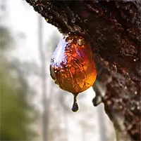 Cách hổ phách tạo ra những hóa thạch tinh xảo lưu giữ lịch sử Trái đất
