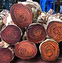 Loại gỗ được mệnh danh là "vàng lộ thiên": Hoàng tộc Trung Quốc tin dùng, đại gia đem bao tải tiền đi mua!