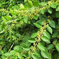 Loại cây là "dược liệu vàng" giúp kiểm soát đường huyết, hạ huyết áp hiệu quả