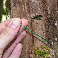 Liên tục tìm thấy "vàng trắng", chuyên gia kết luận: Chỗ nào có loại cây này nơi đó có kho báu!