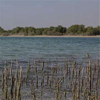 Một nửa rừng ngập mặn thế giới trước nguy cơ biến mất hoàn toàn