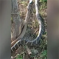 Video: Đang đi đường, người dân bất ngờ chứng kiến cảnh tượng nổi da gà