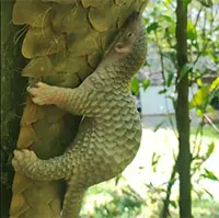 Rescued pangolins give birth in Vietnam