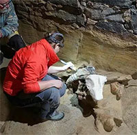 Cải tạo hầm rượu, sốc vì 300 khúc xương quái thú khổng lồ