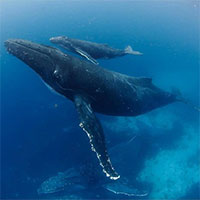 Vì sao cá voi có khả năng lặn sâu hơn tàu ngầm hạt nhân?