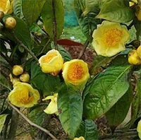 Xây dựng quy trình sản xuất giống dược liệu từ 3 loài trà hoa vàng