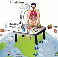 Bản đồ mức độ ăn phải vi nhựa của con người