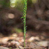 Loài dương xỉ lập kỷ lục về bộ gene lớn nhất hành tinh