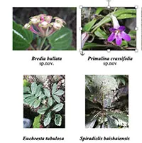 ベトナム北部の洞窟で植物の新種3種と新記録種6種を発見