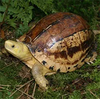 Rare southern Vietnamese box turtle recorded in Vietnam's former Phú Yên province