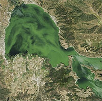 Hiện tượng chết chóc xảy ra tại hồ nước rộng nhất bang California