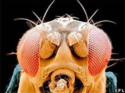 Ruồi có thể giúp chữa bệnh gan