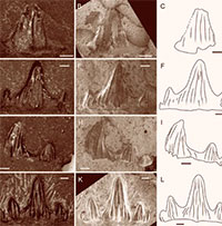 Nhật Bản phát hiện loài thủy quái 237 triệu tuổi