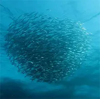 Nguyên nhân làm thay đổi cuộc di cư của cá mòi tại Nam Phi