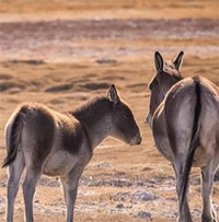 Tại sao sói, được biết đến là loài động vật vô cùng hung dữ lại tỏ ra sợ hãi khi tới gần lừa hoang?