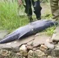 Bắt được cá trắm đen khổng lồ nặng 73kg ở hồ chứa