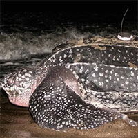 Rùa da phá vỡ kỷ lục lặn sâu nhất thế giới