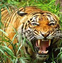 Nghi vấn hổ xuất hiện tại Quảng Bình: Nhìn thấy hổ từ phía sau!