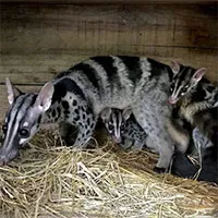Rare Owston's civets successfully bred in captivity in Vietnam