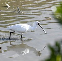 Loài chim quý hiếm mở rộng vùng sinh sống ở Trung Quốc