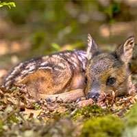 Tại sao không nên 