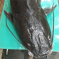 Hàng loạt “thủy quái” sông Đà khiến dân tình phát hoảng vì quá "khủng"