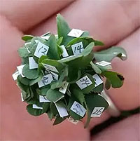 Người đàn ông Nhật Bản trồng được cỏ 63 lá siêu may mắn