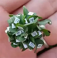 Người đàn ông Nhật Bản trồng được cỏ 63 lá siêu may mắn