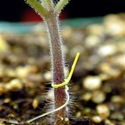 Làm thế nào thực vật ký sinh tìm ra cây chủ của nó?