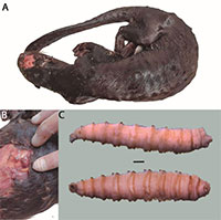 Tại sao Mỹ thả hàng triệu con ruồi vào Panama mỗi tuần?