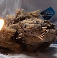 Chó sói đông cứng 44.000 năm còn nguyên hàm răng