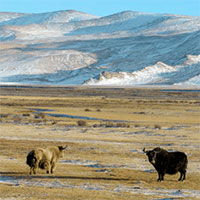 Tại sao những người chăn nuôi lại muốn bò yak nhà lai tạo với bò yak hoang dã?