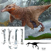 Argentina phát hiện hóa thạch khủng long ăn thịt niên đại 83 triệu năm