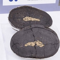 Nhật phát hiện mỏ kim loại khổng lồ dưới biển