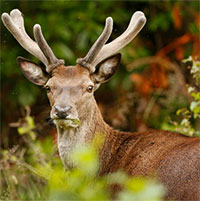 Tại sao động vật ăn cỏ thường có mắt ở hai bên, trong khi động vật ăn thịt lại có mắt ở phía trước?