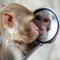 Những động vật nào có thể nhận ra mình trong gương?